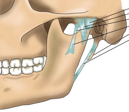 Head And Neck 1 Chapter 5 TMJ Flashcards Quizlet