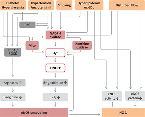 Roles Of Vascular Oxidative Stress And Nitric Oxide In The Pathogenesis