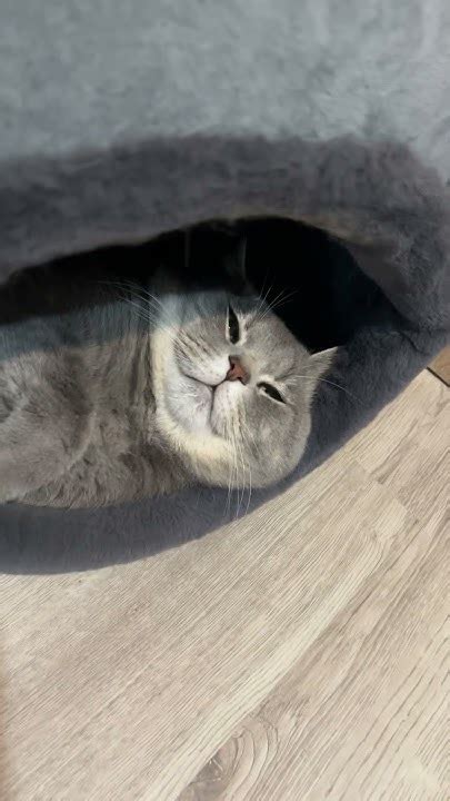Когда всё по плану! #врек #cat #астрология #таро #кот #котики #котик # ...