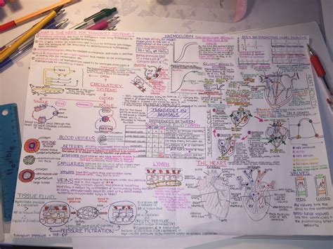 Ocr A Level Biology Transport In Animals Topic Mind Map A Level