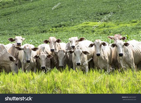 Herd Nelore Cattle Grazing Pasture Stock Photo Shutterstock