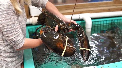 13lb Giant Lobster Lobster And Seafood Meal In Nova Scotia Youtube