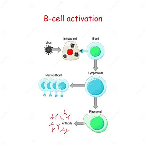 B Cells Activation. B-cell Lymphocytes Stock Vector - Illustration of ...