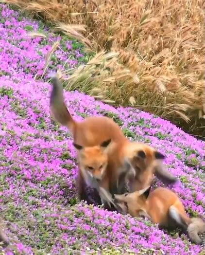 Foxes jumping on each other playing : r/cute