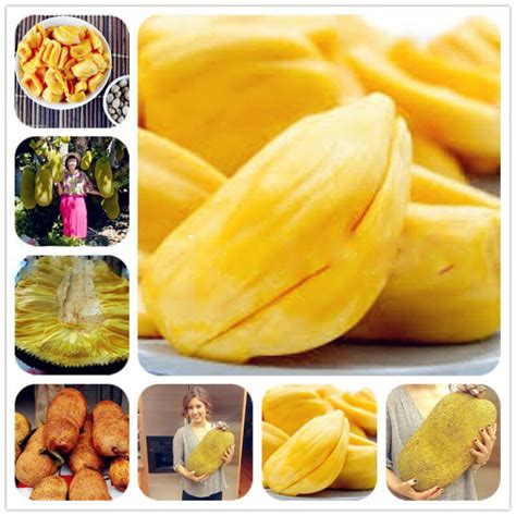 5pcs Tropical Jackfruit Tree Seeds Pack - BestSeedsOnline.com - Free Shipping Worldwide