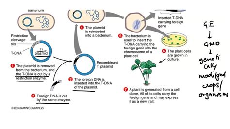 SOLVED: What is the step-by-step process on how the GMO Soybeans were ...