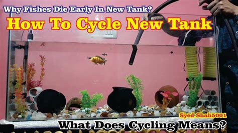 How To Cycle New Tank Fishless Cycling Tips For A Beginner Whats