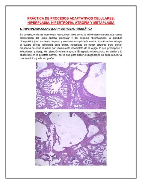 Practica De I Fase Patolog A I Pr Ctica De Procesos Adaptativos