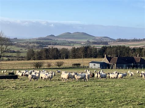 Largo Lamb & Beef | Largoward