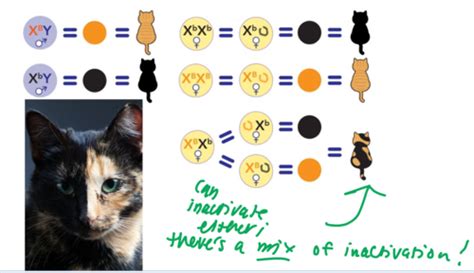 L5 Sex Linked And Non Traditional Modes Of Inheritance Flashcards Quizlet