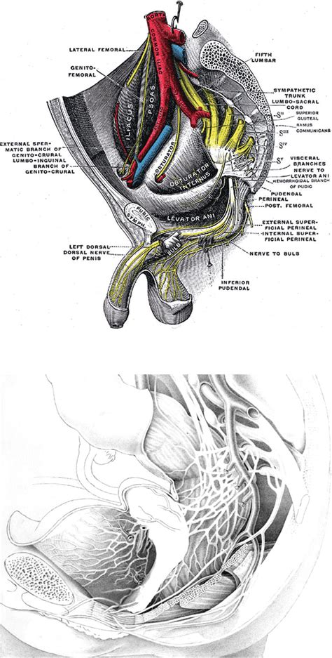 Figure 1 From The Role Of Genital Nerve Afferents In The Physiology Of