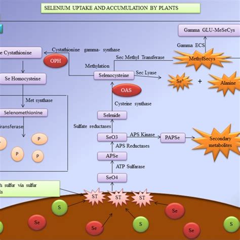 Biosynthesis Of Selenoproteins Translational Decoding Trnasec Trna For