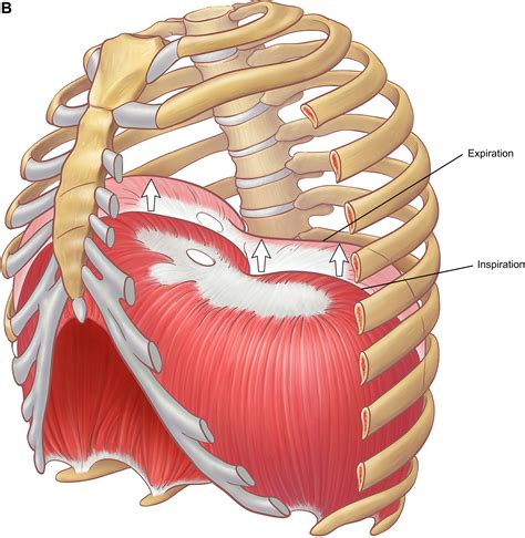 The Anatomy Of The Ribs And The Sternum And Their Relationship To Chest