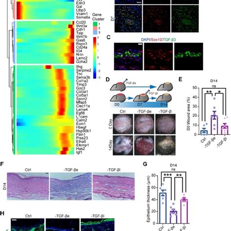 Tgf β Inhibition In Vivo At An Early Stage Causes Improper Wound