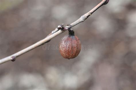 Handkerchief tree stock photo. Image of tree, involucrata - 277711786