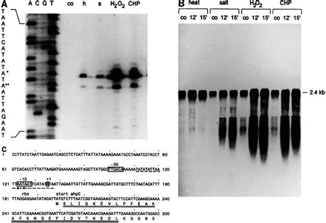 Transcript Analyses Of Ahp After Exposure To Heat Salt And Oxidative