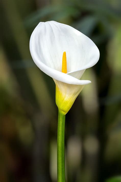 Pin By Suzanne Harral On Flower Favs Calla Lily Flowers White Lily