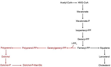 Polyprenol P Activated Sugars Institute Of Physiology Uzh