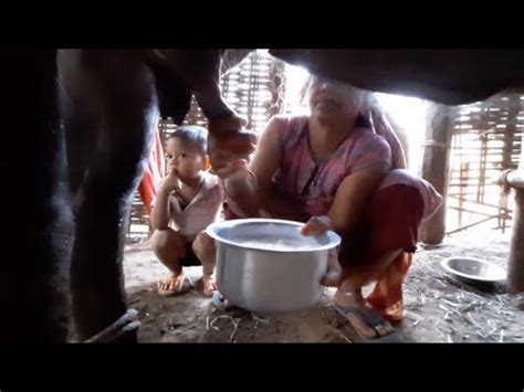 Daily Routine Buffalo Milking In Village Buffalo Milking By Hand