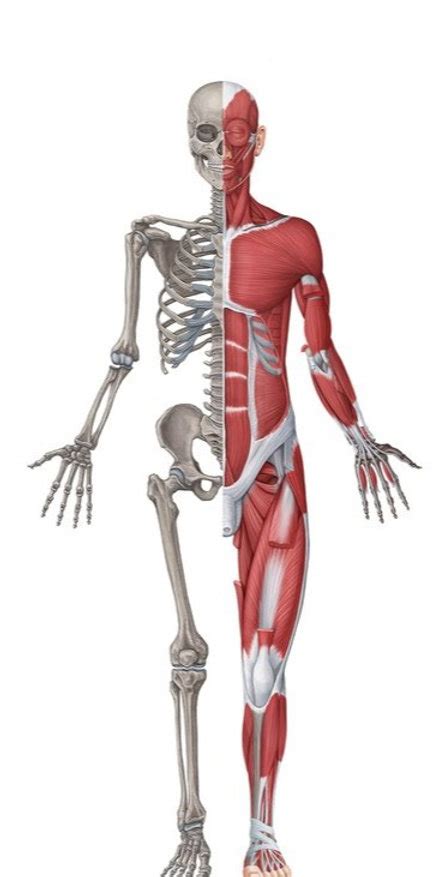 Musculo Esquel Tico Y Sistema Inmunitario