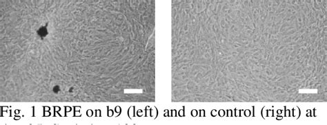 Figure From Comparison Of Growth And Monolayer Formation Of Primary