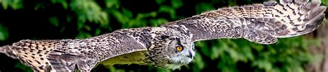 Dalhousie Falconry • Falconry Scotland | The Ultimate Experience with Birds of Prey in the ...