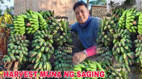 Dagsa Saging Na Saba Sa Bukid Hapay Muna Tayo Ng Gaging YouTube