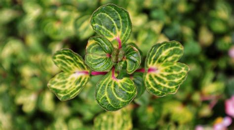 Iresine Herbstii Aureoreticulata Flor Verde E Planta Ornamental De