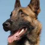 Belgian Malinois 101: Owner's Guide