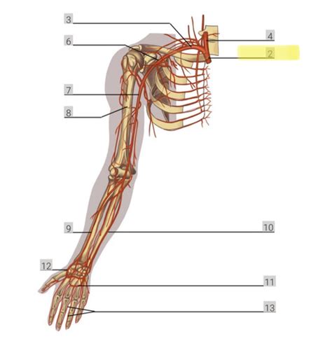 Lab Exam 4 Blood Vessels Of The Upper Extremity Innervation To Upper