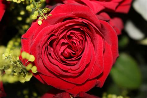 Fotos gratis flor pétalo florecer rojo rosado flora Rosa roja