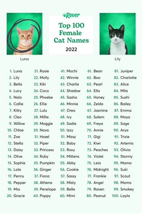 The 100 most popular cat names of all time – Artofit