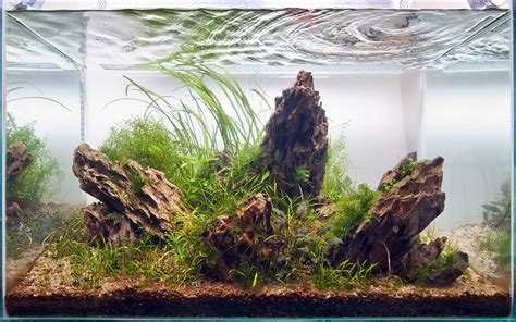 My Cm Red Cherry Shrimp Planted Iwagumi Aquarium Flickr