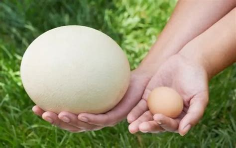 What Does Ostrich Egg Taste Like A Comprehensive Guide Epicuredelight