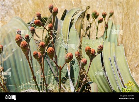 The Living Fossil Plant Welwitschia Mirabilis Female Plant With