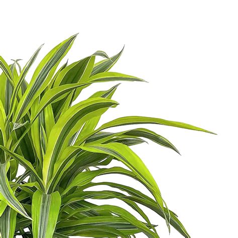 Dracaena Fragrans Lemon Lime Buy At Foliage Factory