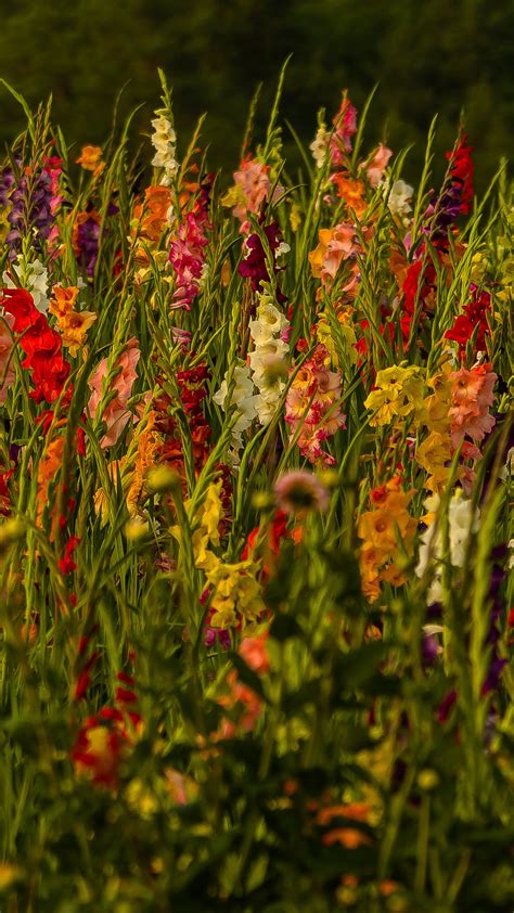 Beautiful Colorful Gladiolus Flowers Green Leaves Plants Field 4k Hd Flowers Wallpapers Hd