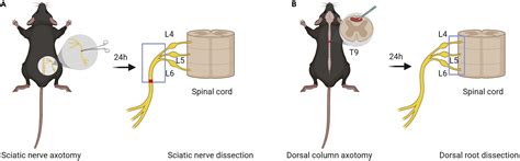 Cell Press Star Protocols