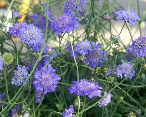 Scabiosa Butterfly Blue | Bluestone Perennials