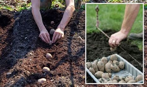 Cómo plantar y cultivar patatas con éxito Descubre todo lo que