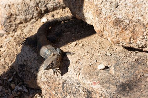 "Desert Iguana" Images – Browse 279 Stock Photos, Vectors, and Video ...