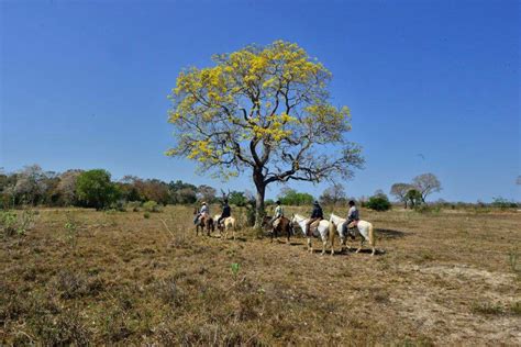 Best Of Brazil Rio De Janeiro North Pantanal 7 Days Kimkim