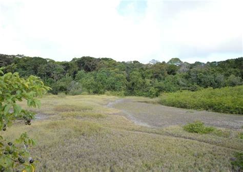 Campo De Apicum Manguezal Direita E Floresta De Restinga Local