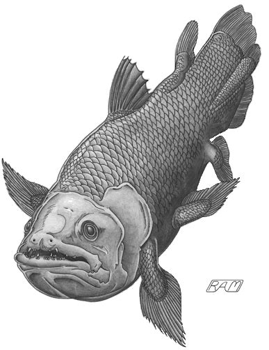 The Coelacanth - a Morphological Mixed Bag