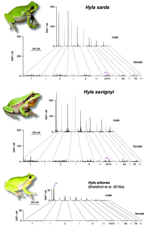 Sex Specific Linkage Maps For The Zw Species Hyla Sarda And H Download Scientific Diagram