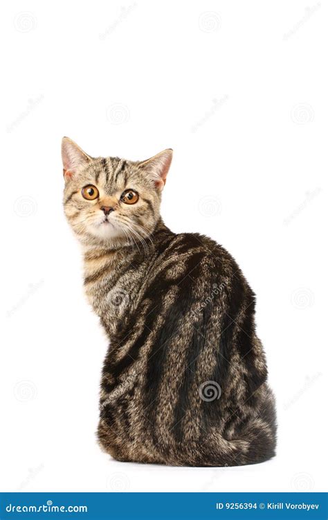 Curious cat stock photo. Image of kitten, funny, tabby - 9256394