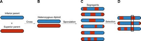 Bulk Segregant Analysis For Mapping Genomic Regions Linked To A