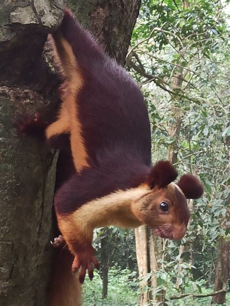 indian giant squirrel ratufa indica rhamphotheca