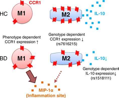 The Hypothesis Of C C Chemokine Receptor 1 Ccr1 And Interleukin