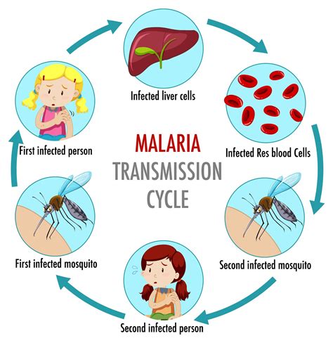 Draw The Life Cycle Of Malaria